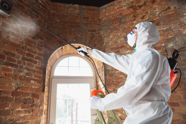 Best Mold Removal for HVAC Installations in Front Royal, VA